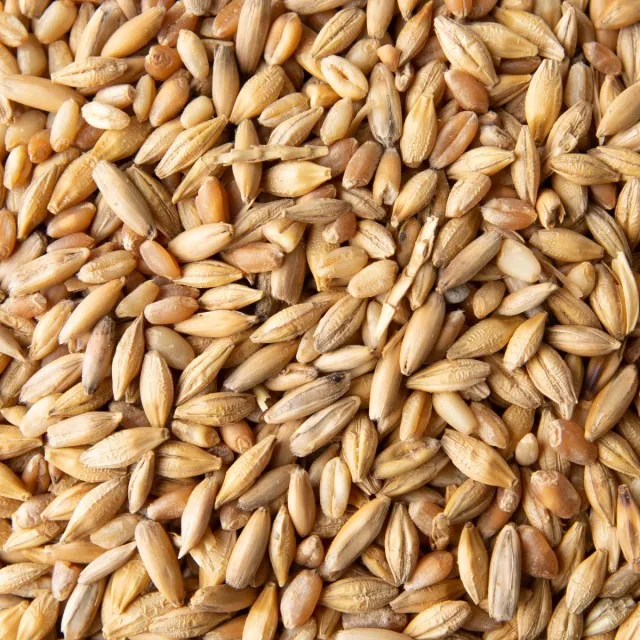 
Barley Grains Premium Barley Seeds/Animal feed barley/bulk barley grains Malted Barley Malt grain for sale Top Grade 