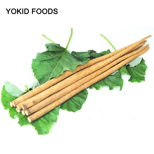 chinese fresh burdock root