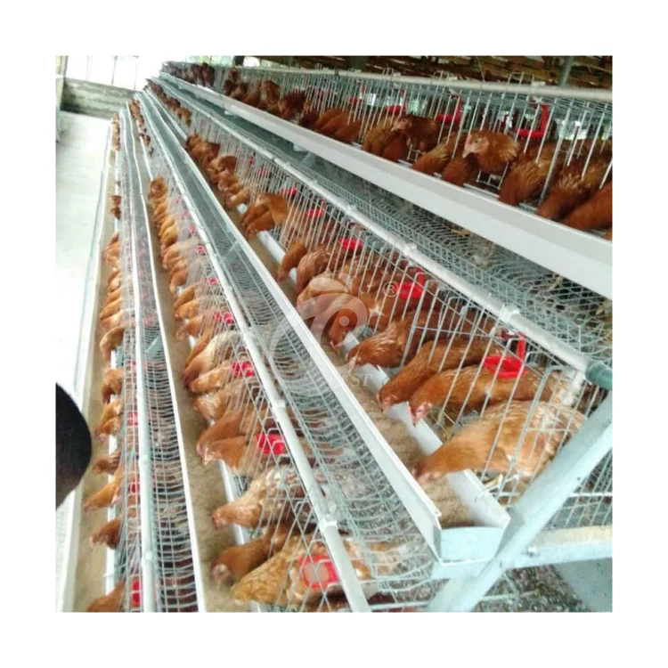 Poultry Cages For Layer Chickens 120 Layers Chicken Cage For Sale In Nigeria For 10000 birds