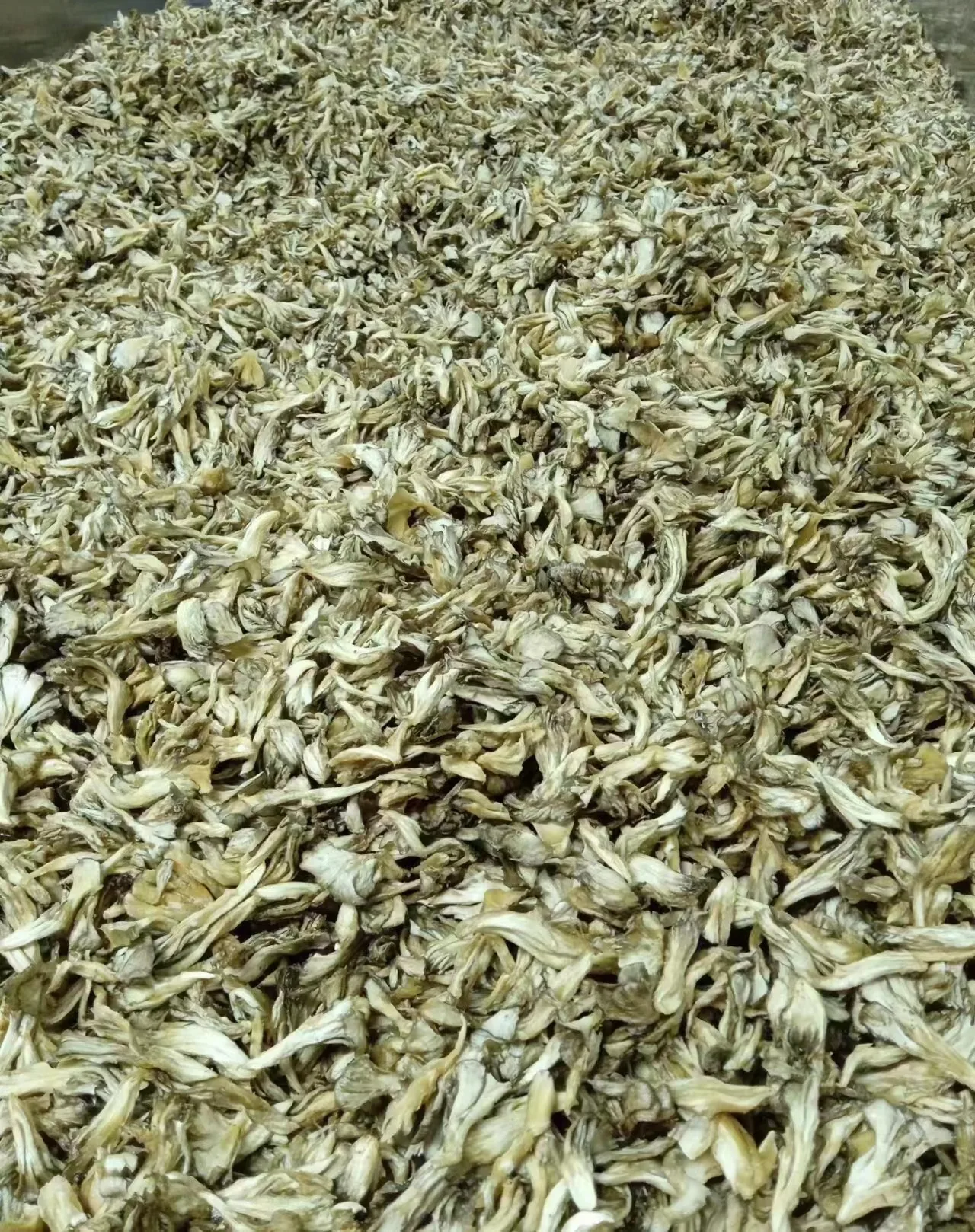 DETAN  Wholesale Fruit and Vegetable Snacks Crispy Vacuum Fried Seafood Mushroom Chips