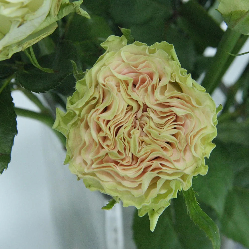 Competitive Price Home Wedding Decoration Flower Bouquet Long Stem Natural Fresh Cut Flowers Roses From kunming China