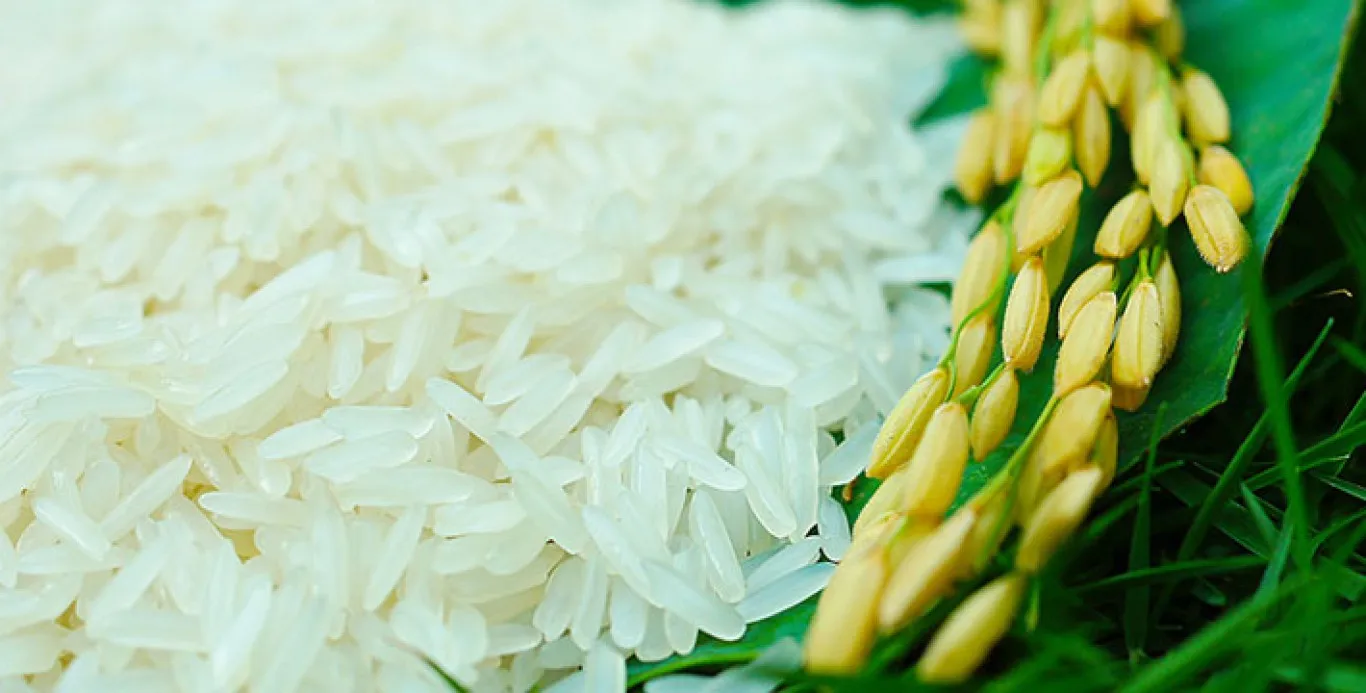 Rice Long Grain From Vietnam / Best Rice Awarded / Top Wholesale Rice Export Supplier (ST25)