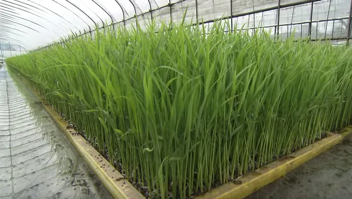 Japanese rice grain white made by diamond Prize recipients