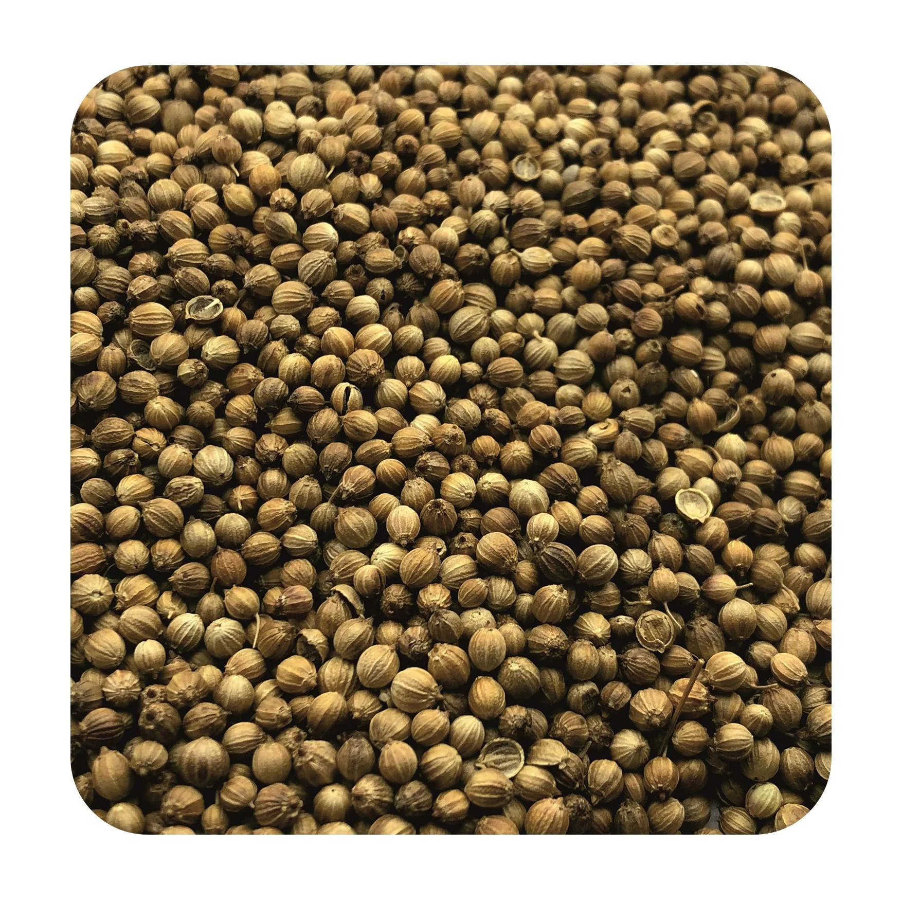 Hiqh quality pure coriander seeds wholesale prices, in stock
