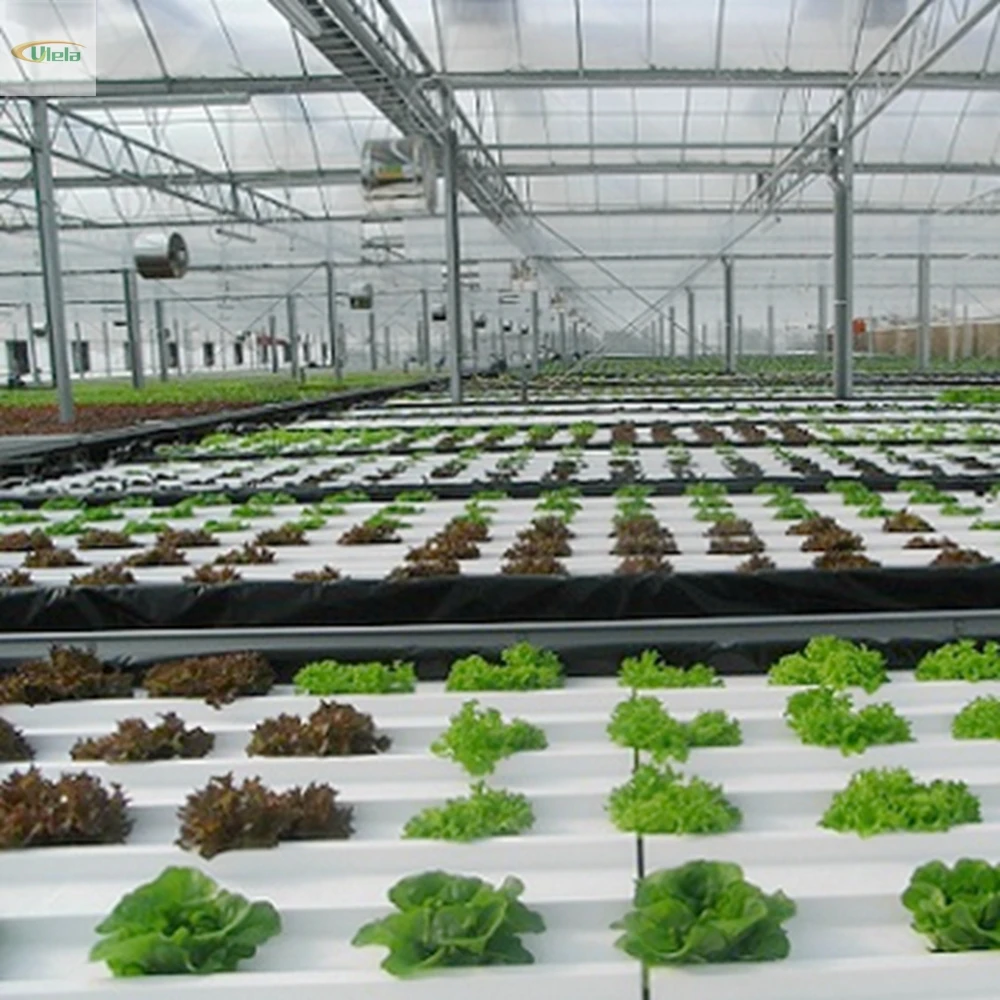 Multi span  plastic film greenhouse WithVertical Farming Equipment