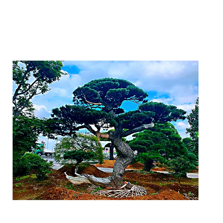 
Японские высококачественные искусственные аксессуары Akadama Bonsai в наличии 
