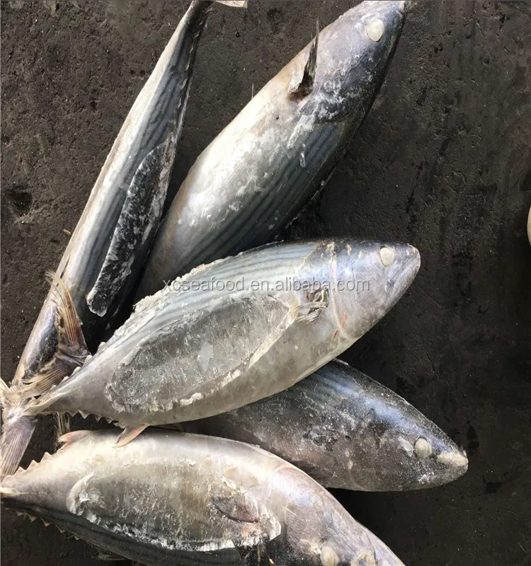 Sea frozen Striped Bonito Fish Sarda Orientalis