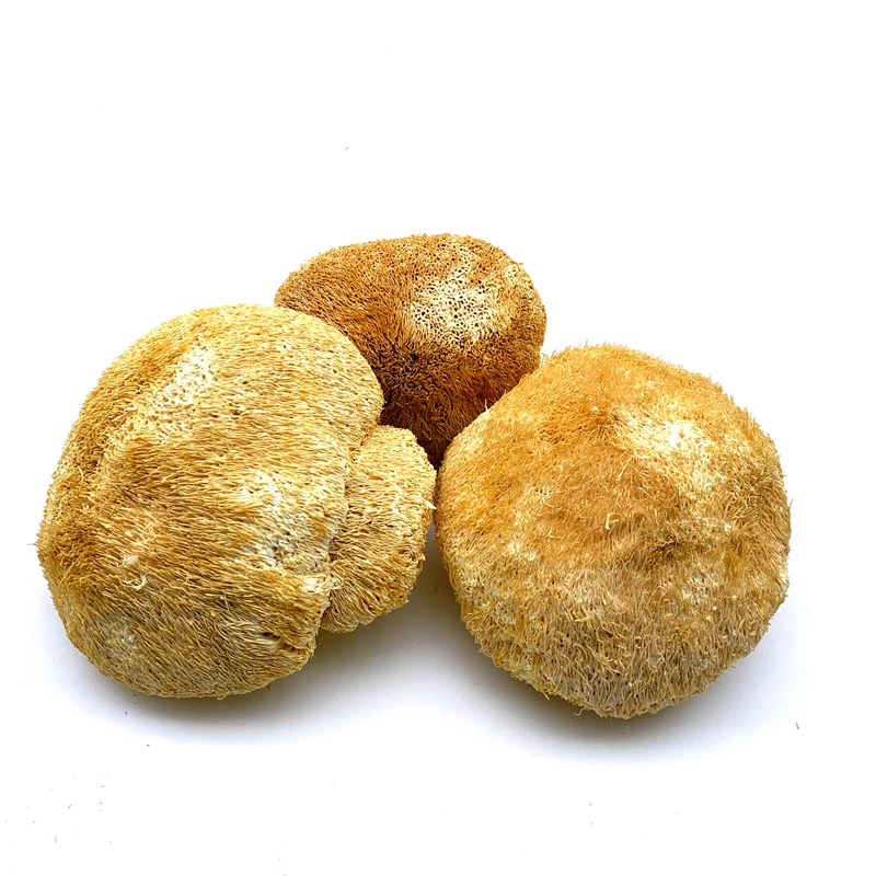 
The Rare Edible Dried Lions Mane Mushroom & Dried Hericium Erinaceus Mushroom 