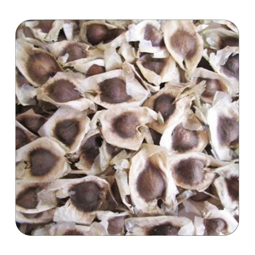 Origin Bulk Organic Moringa Seed Premium Quality Indian AGF Seed No Hybrid Natural 100 Purity from India