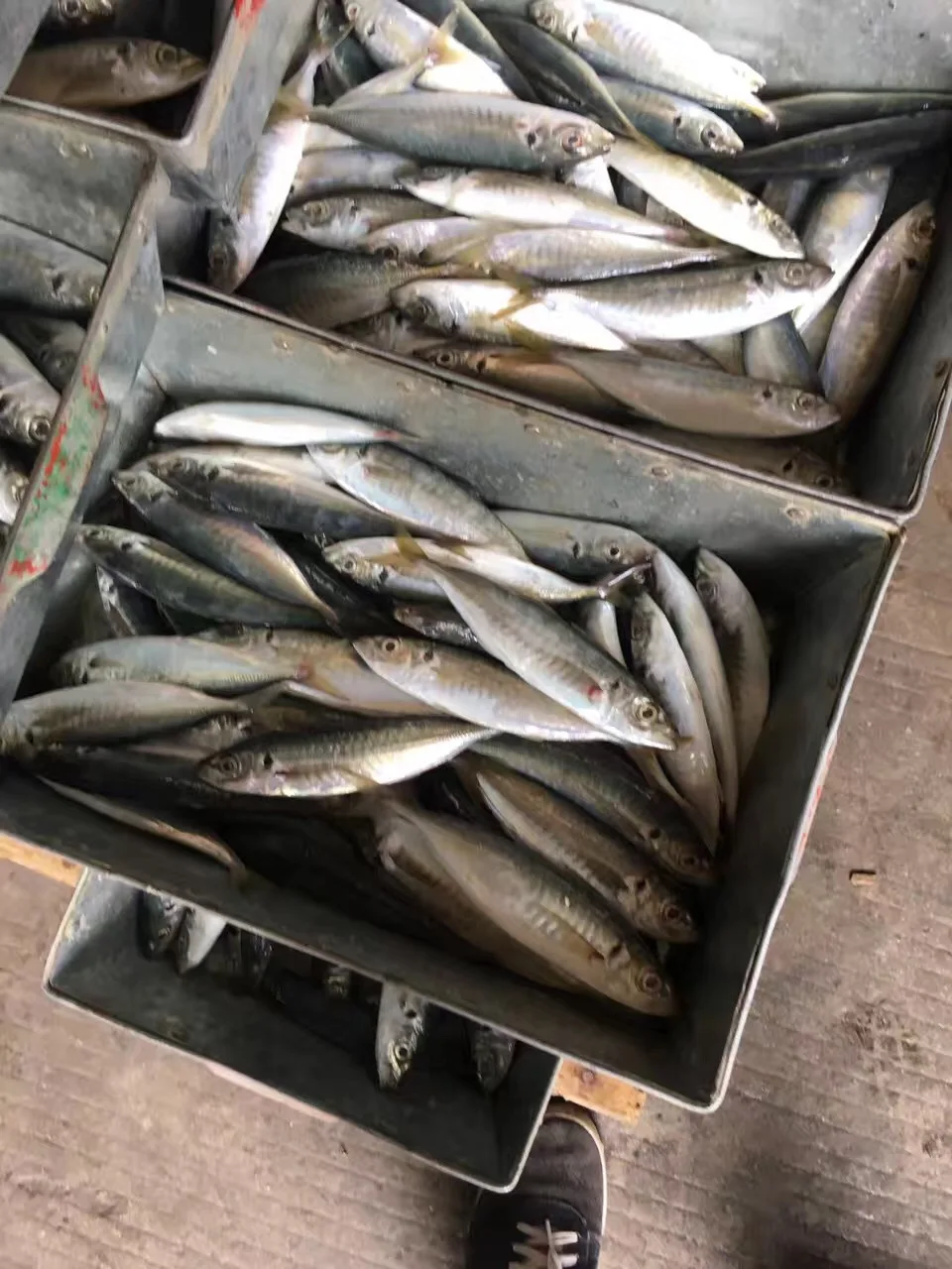 
ready stock High quality 80-125g/pcs frozen round mackerel/ horse mackerel 