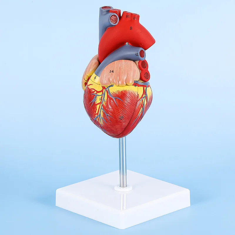 Life Size Human Heart Model Human Heart Model For Medical