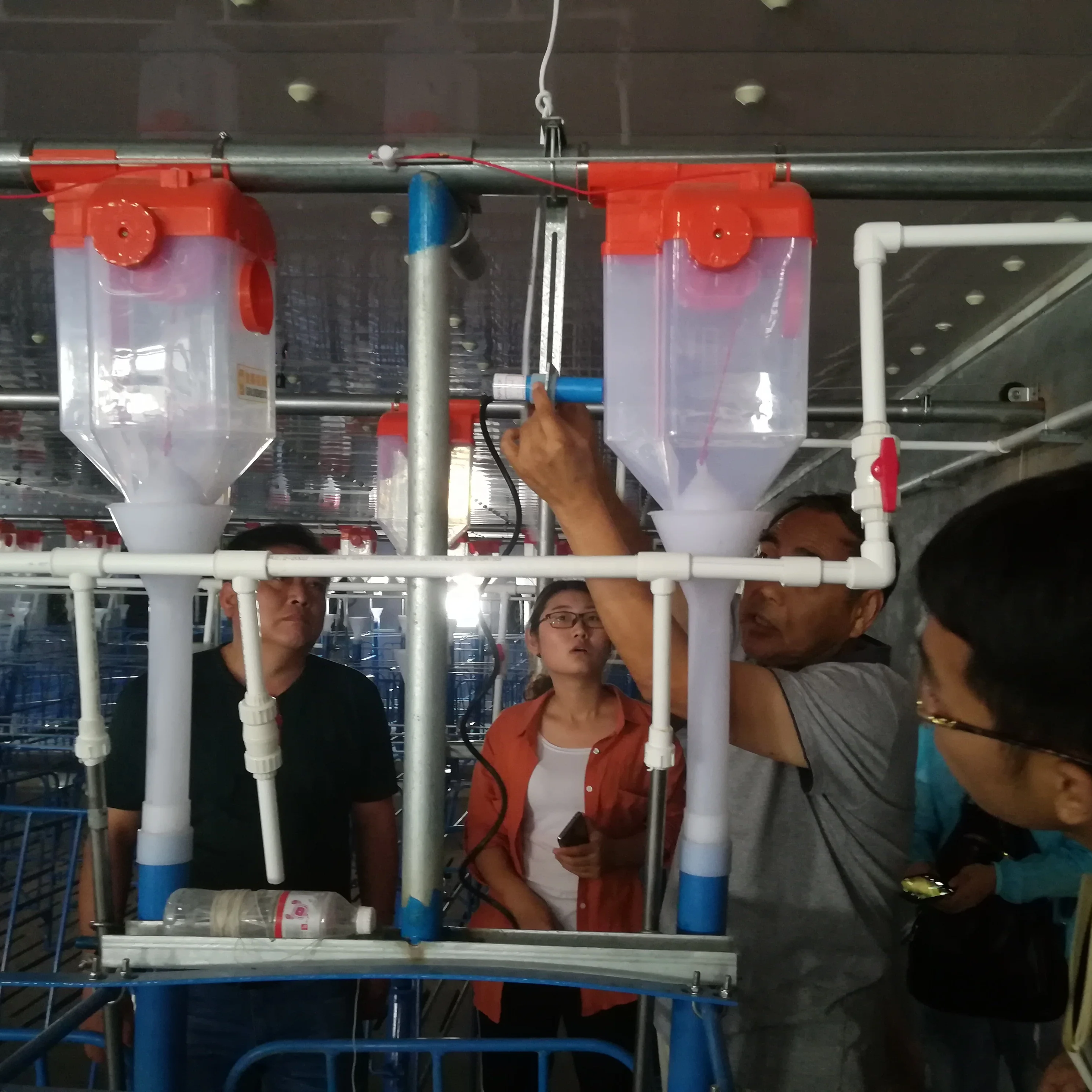 Goldenest pig chain feeding line/Pig rearing equipment