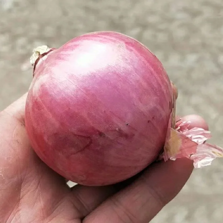 Export Fruits And Vegetables High Quality Healthy Premium Quality Red Onion Exporters In China