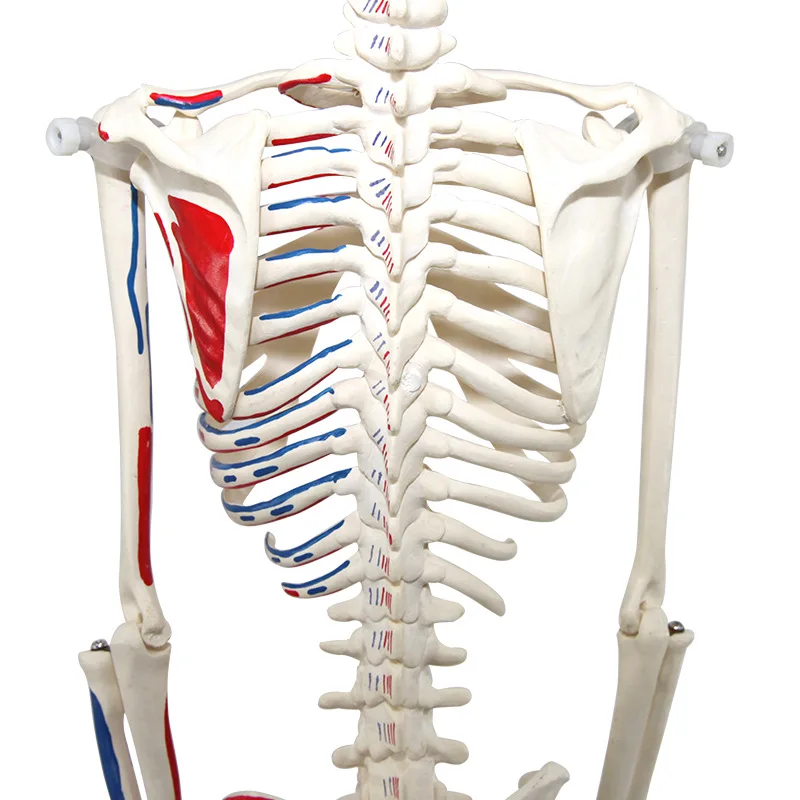 high quality 170 cm skeleton model Medical educational anatomy model toy figure plastic human life size