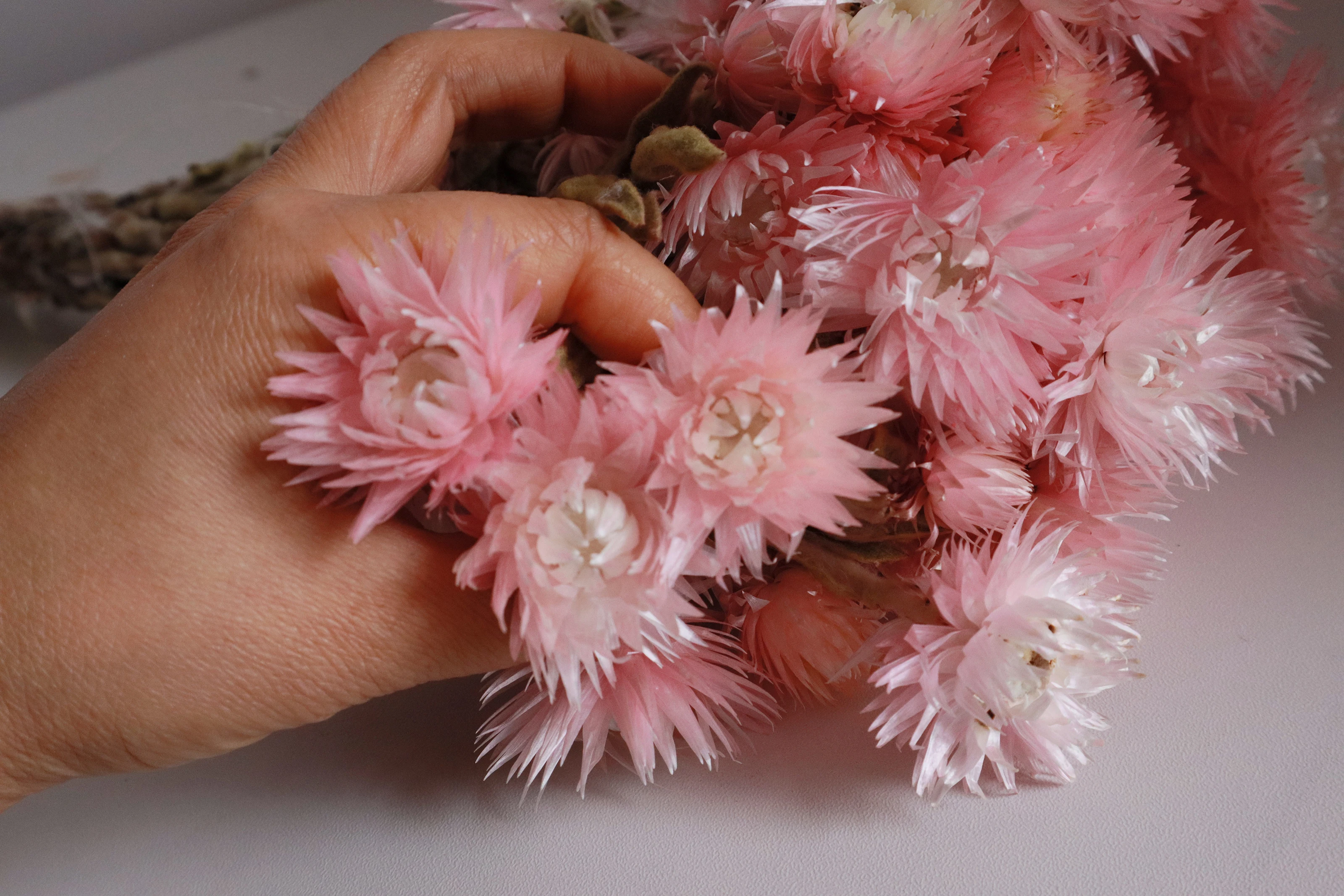 wholesale price natural dried flowers Syncarpha Vestita real everlasting long lasting dried flower for dry flower bouquet