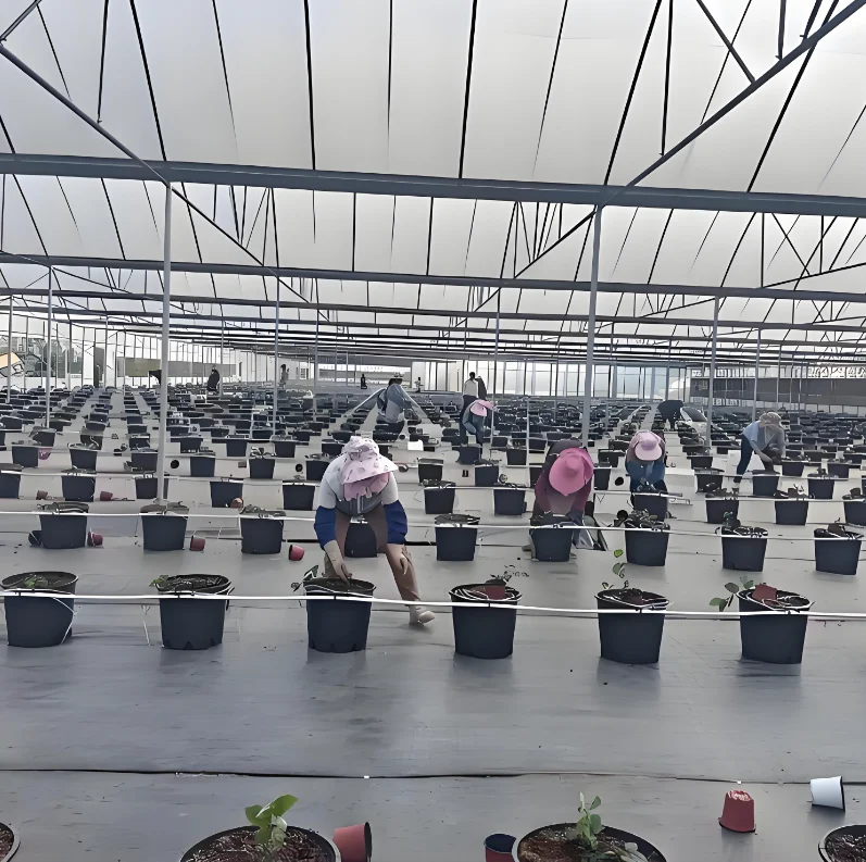 Commercial Large Steel PE Greenhouse Single Square Poly Film Arch Tunnel Type Stable Agriculture Vegetable Rain Shelter Plants