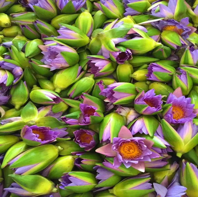 Direct sales at the price of origin Blooming Tea Blue Lotus Vacuum Pack Dried Blue Lotus flower tea