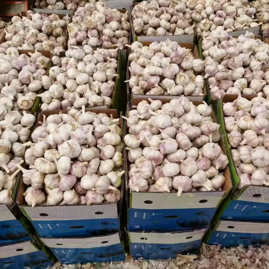 hot sale 5.5cm fresh purple / red garlic in 20kg mesh bag 2024 newest crop wholesale with Global Gap&Haccp&ISO9001 for export