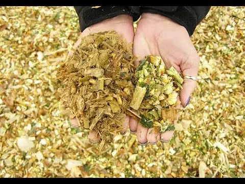 Лучший продавец! Лучшая цена на силаж кукурузы с высоким качеством и экспортом из Вьетнама в 2022 году