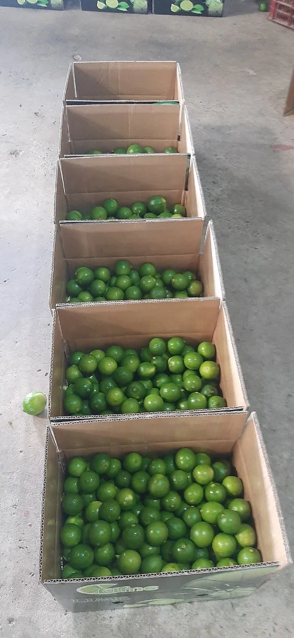 Rich Quality Wholesale Fresh Green Lemons at Bulk Price - Whatsap Linda 0084 989 322 607