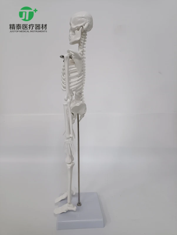 Маленький скелет человека 45 см