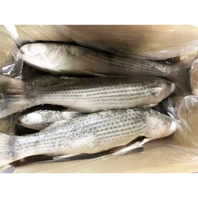 frozen fish seafood grey mullet