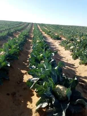 Низкая цена, овощи, натуральная свежая капуста, новый урожай, белая капуста хорошего качества