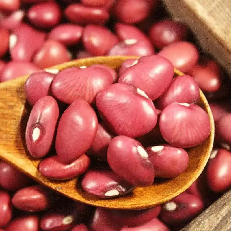 Dried Small Red Kidney Bean Good Quality Red Kidney Beans for Exporting