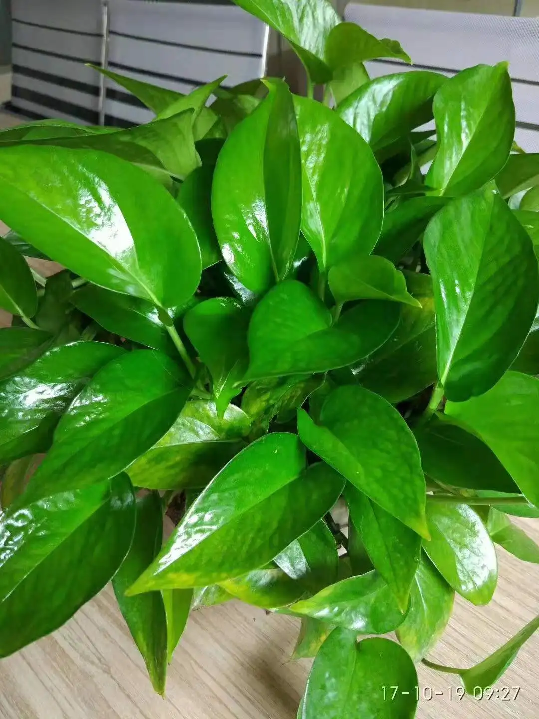 400ml Aerosol Leaf Shine Spray for Plant and Foliage