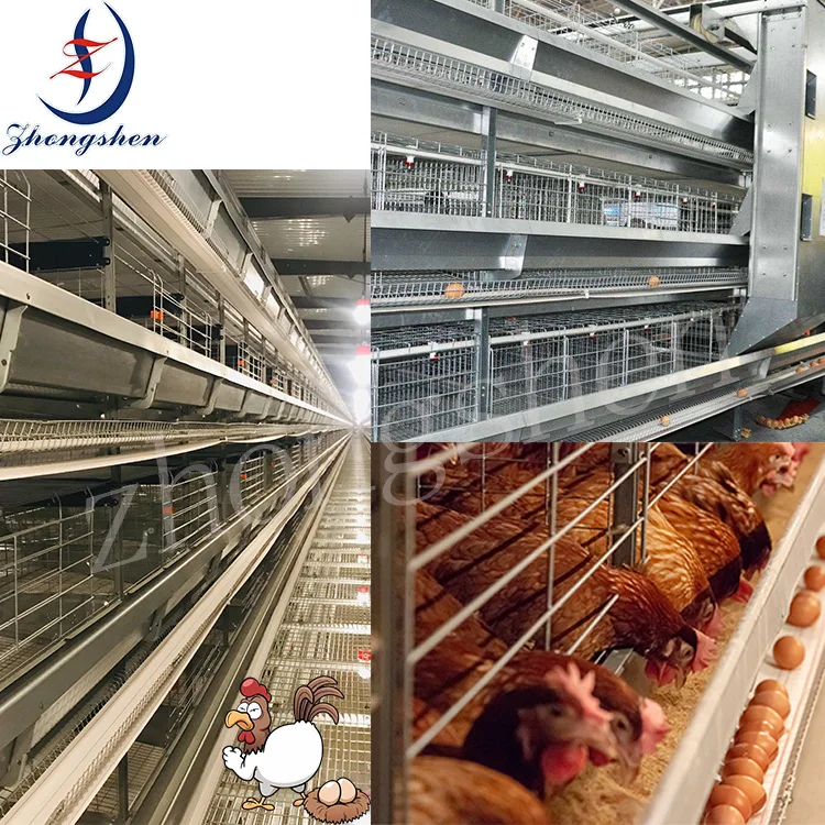 Source Manufacturer Width Customized Sercive Egg Collection Conveyor Belt for poultry farm