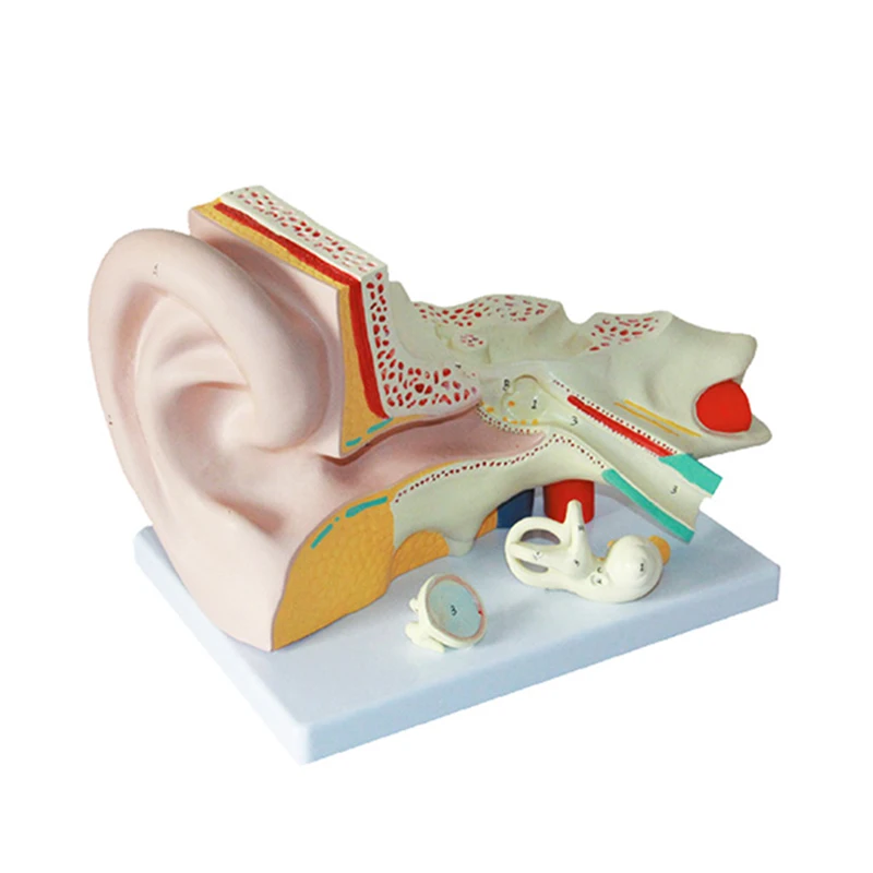 Wholesale Training Teaching Human Ear Amplified Anatomy Education 3d Model Display