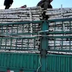 White Trunks No Leaves birch Artificial Birch Tree trunks for sale