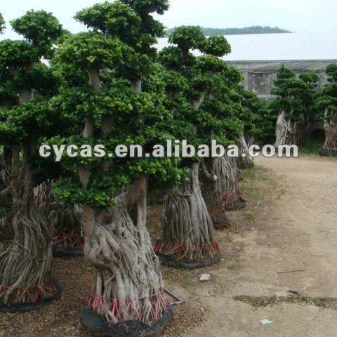 
Big Ficus microcarpa 