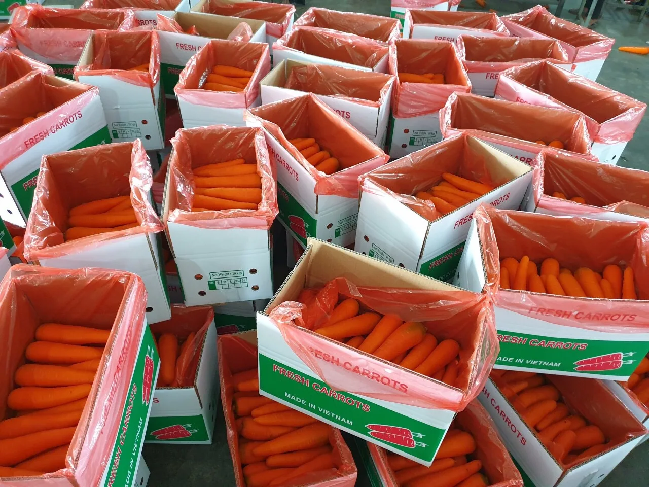 Свежая морковка низкая цена низкий минимальный заказ лучшее качество бренд производитель OEM ODM обслуживание горячие продажи овощи упаковка логотип