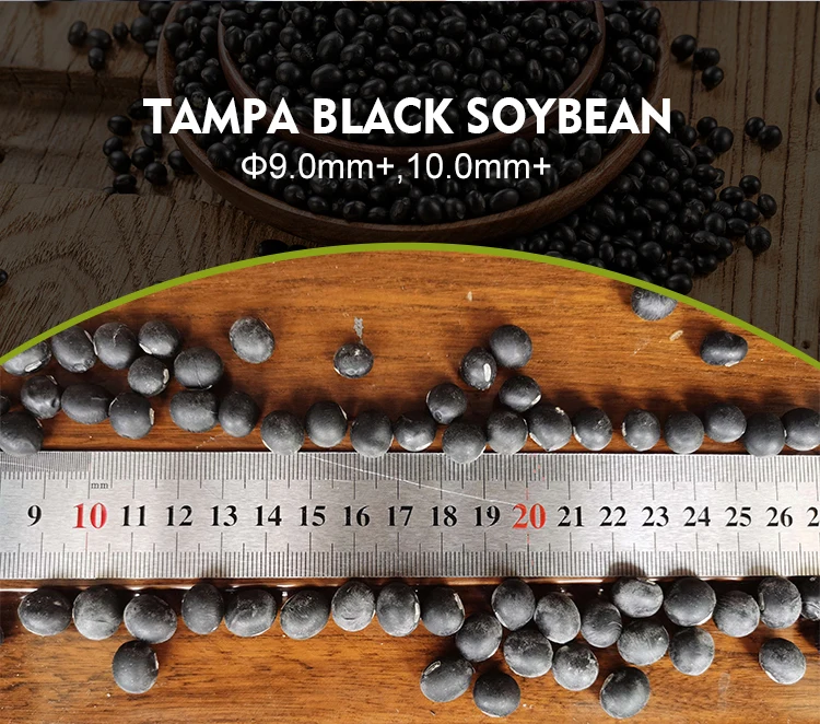 Hot Selling High Quality Common Natural Bulk Black Beans at Company Price