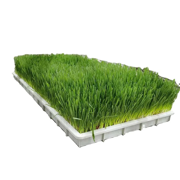 nursery seed tray for microgreen sprouting tray hydroponic trays large 85cm