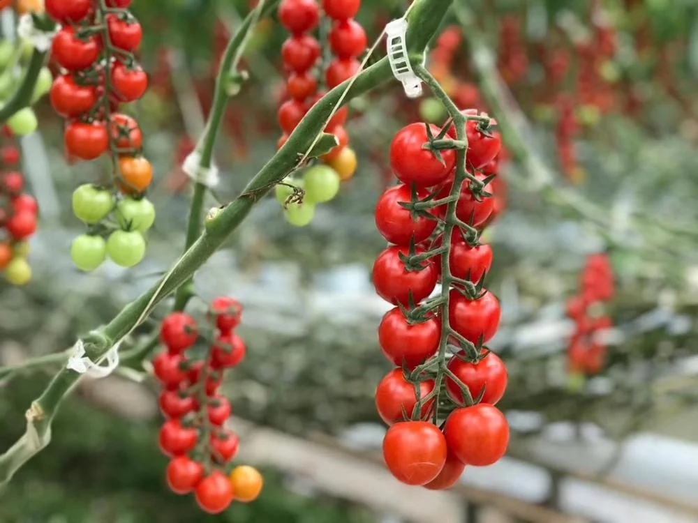 factory sell export directly Agriculture PP  Packing Baler Tomato Twine with natural white color