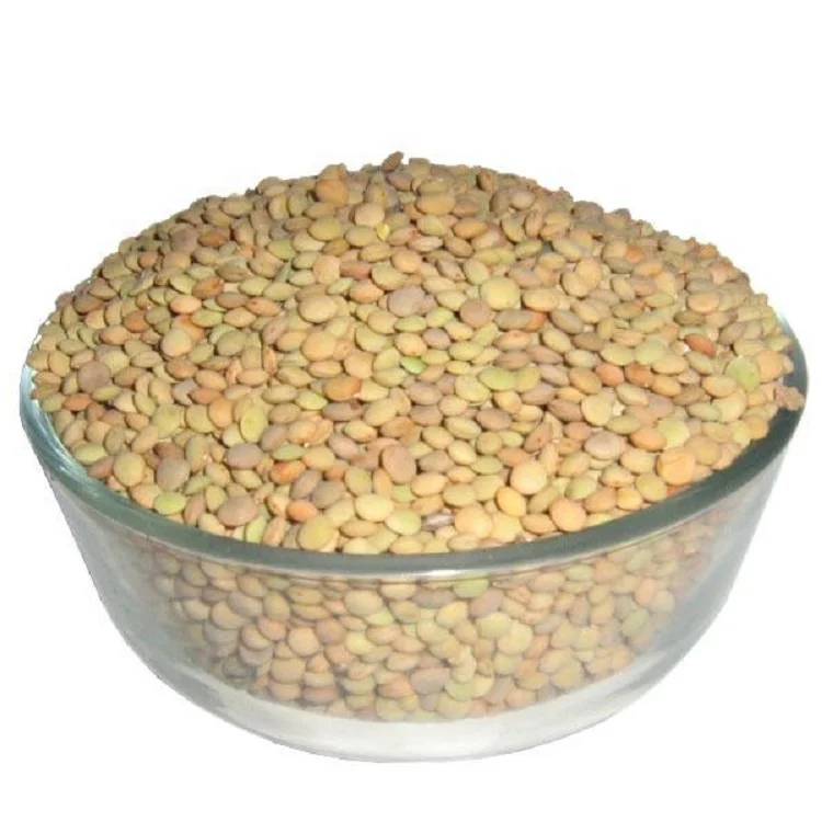 New crop  high quality of Chinese Dried Green Lentils