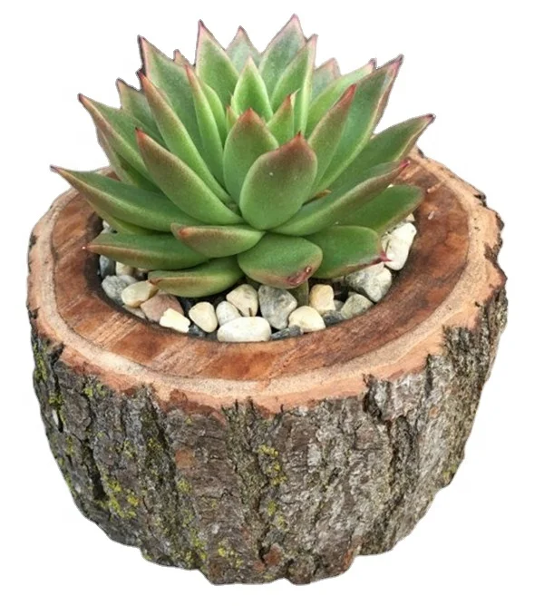 Original Natural Wood Flower Pot Indoor Planter Trunk Stump Vase