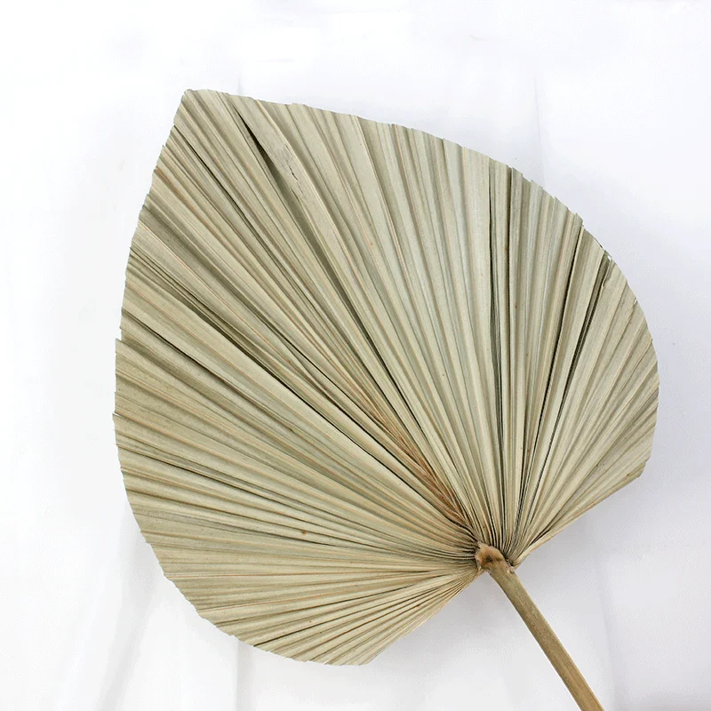 Wholesale wedding decoration natural dry palm leaf plate fan dried flower arrangement palm leaves for wedding decor