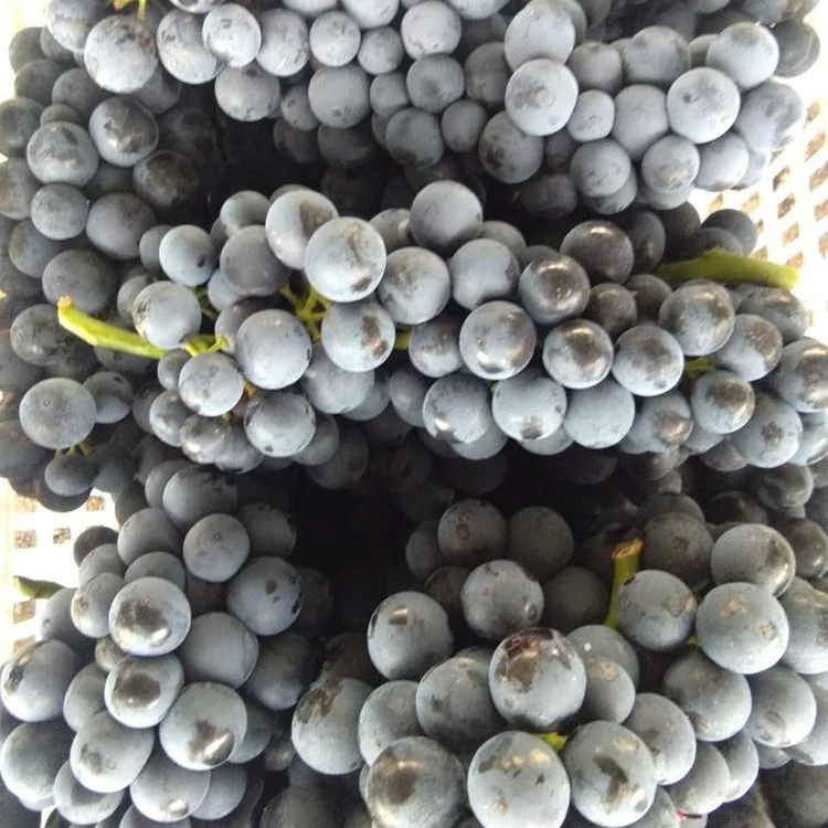 Black grape seedless Summer Royal
