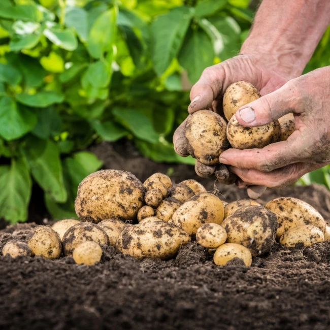 
100% Natural Plant Source Animal Source Raw Material Complex Granular Compound Powder Amino Acid for Agriculture Fertilizer 