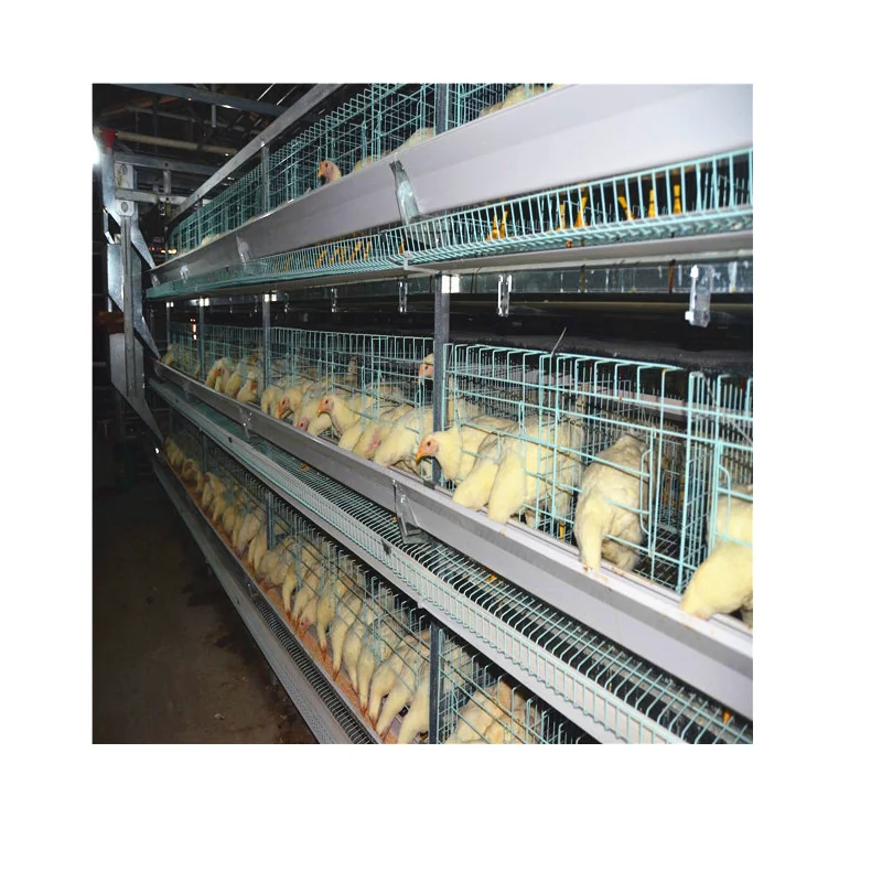 Автоматический полный комплект для бройлеров куриная клетка оборудование птицефабрик Курятник цена на