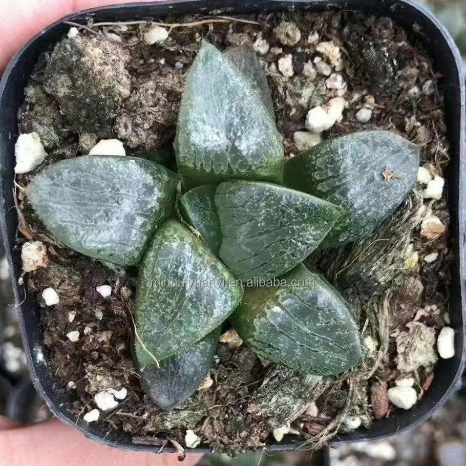 Комнатные растения havorthia retusa