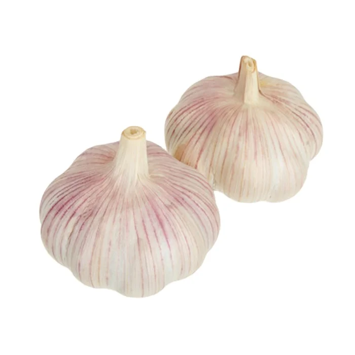 China garlic price exporter wholesale shandong ajo supplier normal white garlic fresh