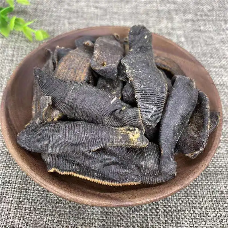 Free Samples Live Medicinal Medicinal-Leeches Medical Leeches