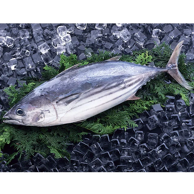Fresh Style Price Whole Fresh Skipjack Tuna For Sale