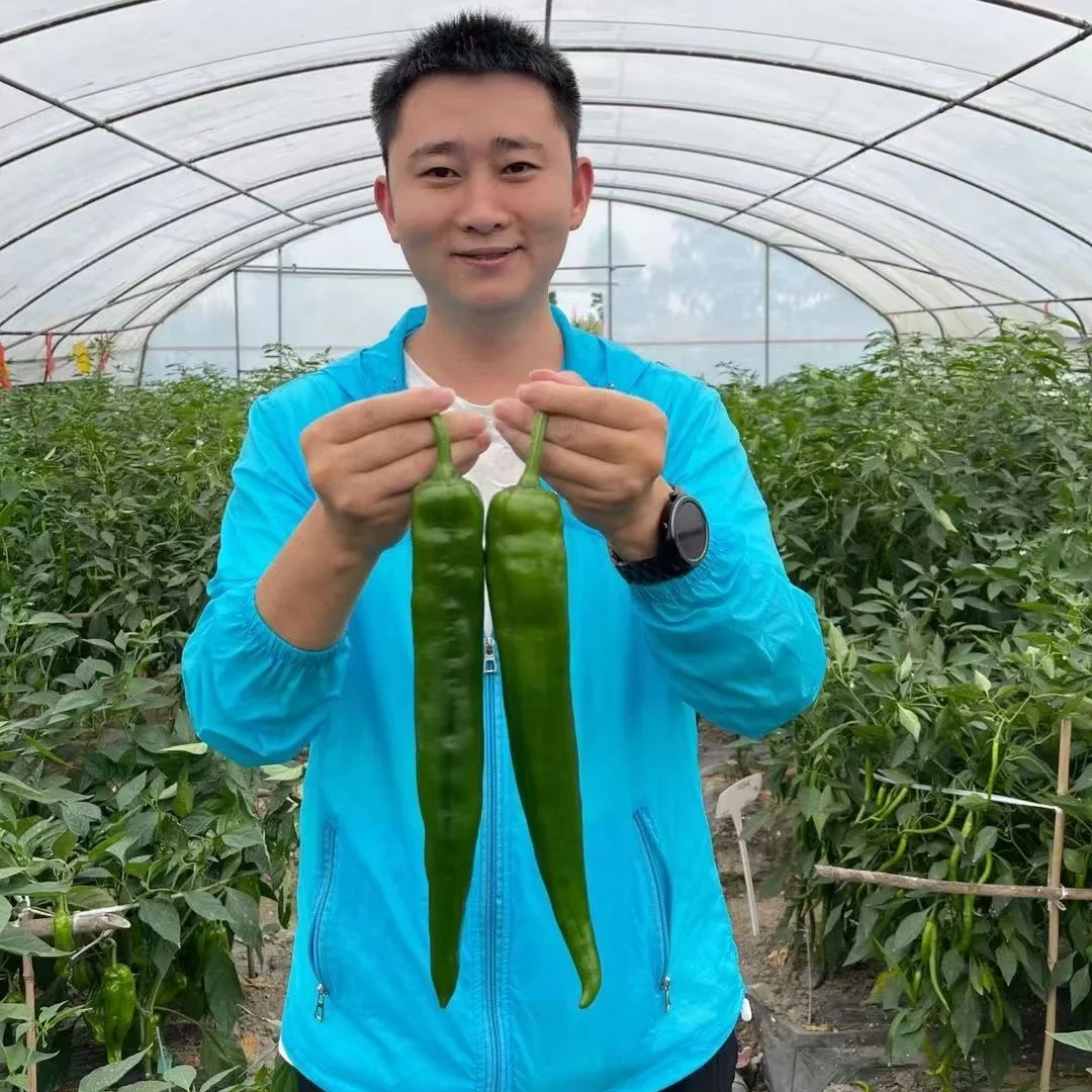 China Best  Quality F1 Hybrid Big Long Hot Pepper Chili  Vegetable Seeds for Planting