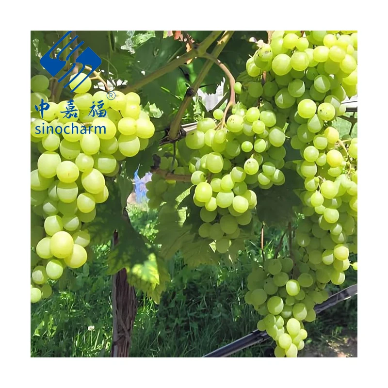 Sinocharm BRC малиновый зеленый без косточек очищенные и целые Замороженные плоды винограда для хранения до 18 ℃