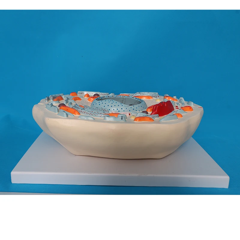 Biological teaching instruments - Animal cell models